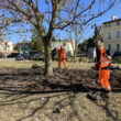 Sprzątanie zieleni na ul. Myśliwskiej w Kołobrzegu